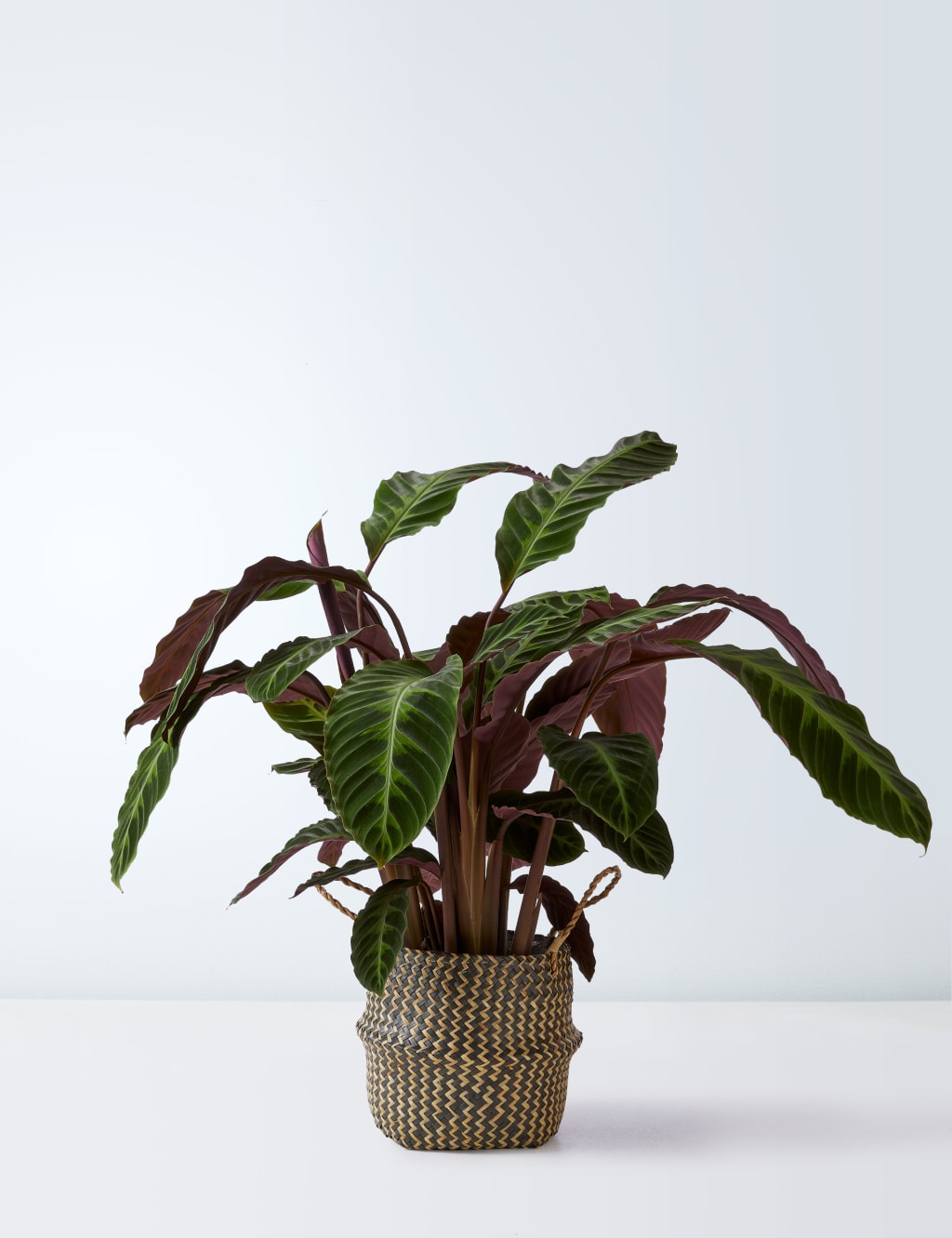 Extra Large Calathea Basket 2 of 4