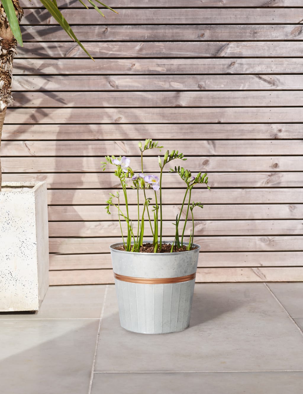Freesia Plant in Tin 1 of 4