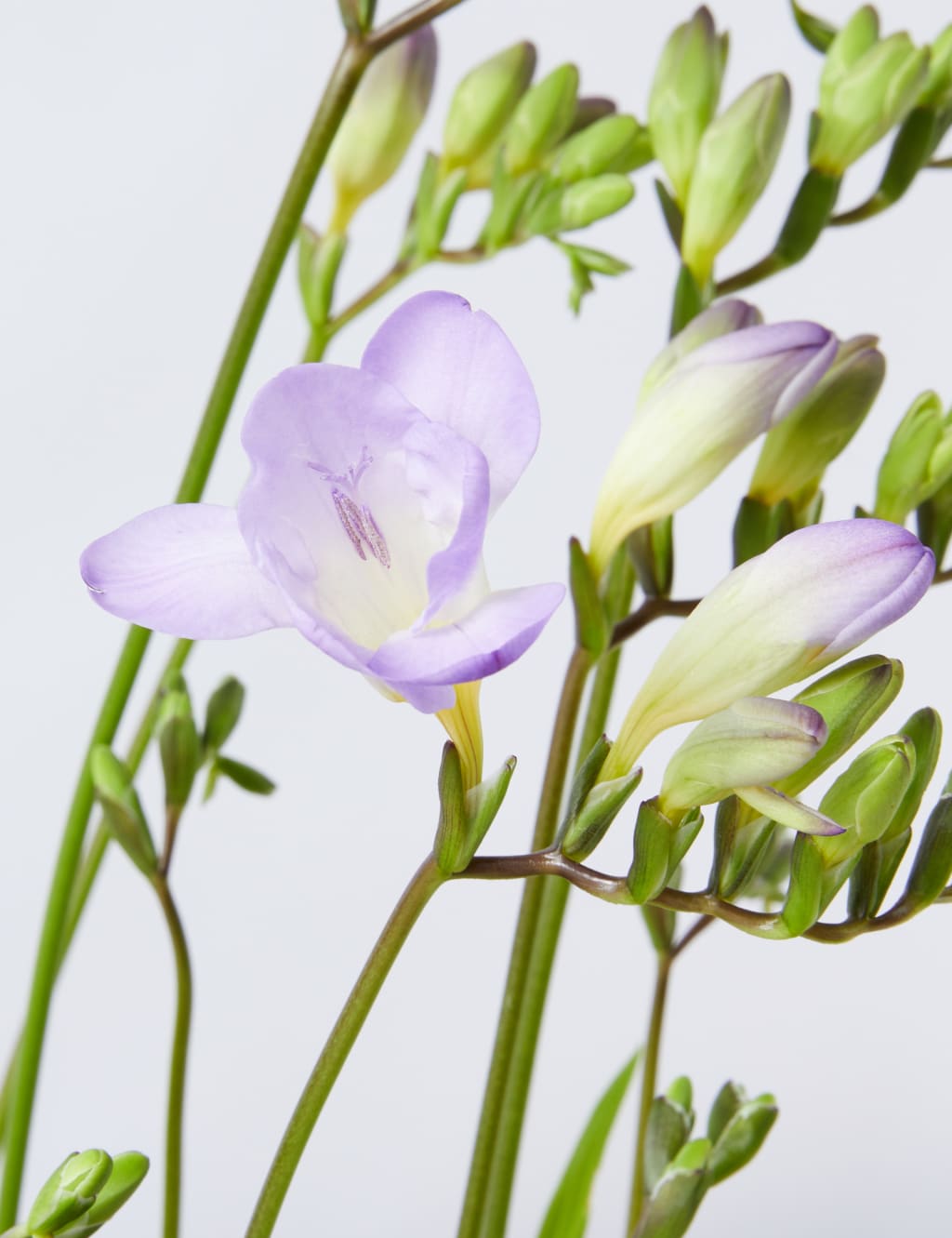 Freesia Plant in Tin 4 of 4