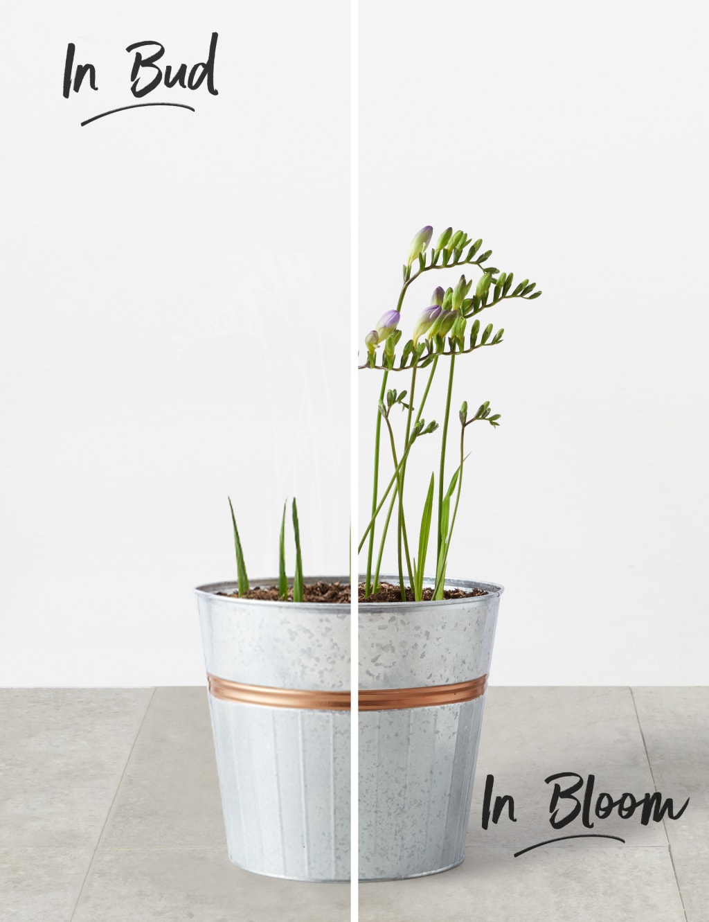 Freesia Plant in Tin 2 of 4