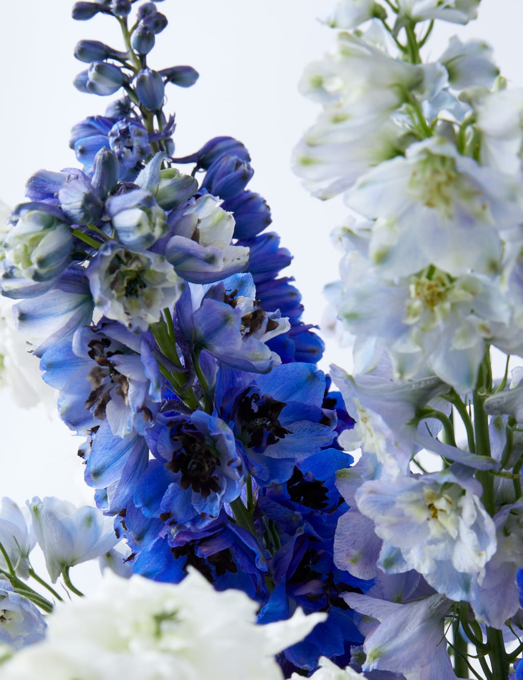 Delphiniums Flowers Bouquet 4 of 4