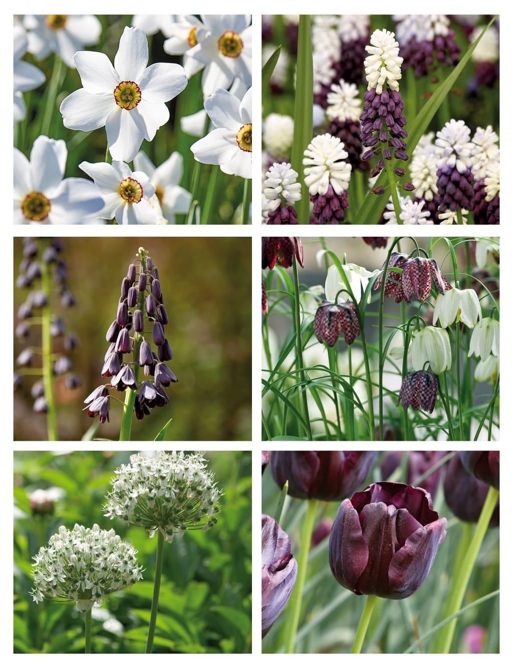 Dark Shades Flower Bulb Collection 2 of 4