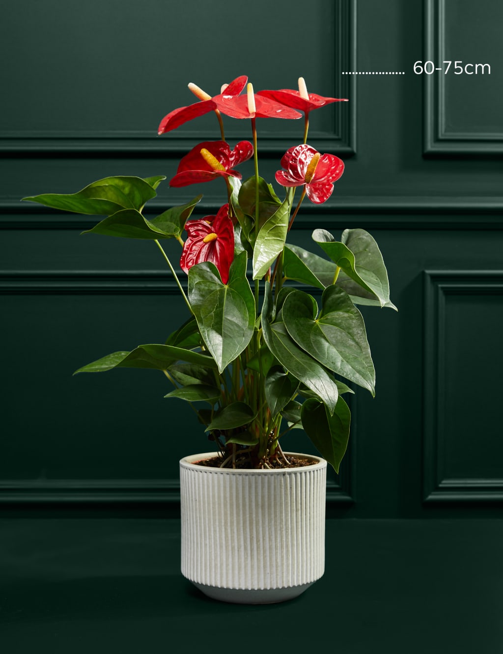 Red Anthurium in Ceramic Pot 3 of 3