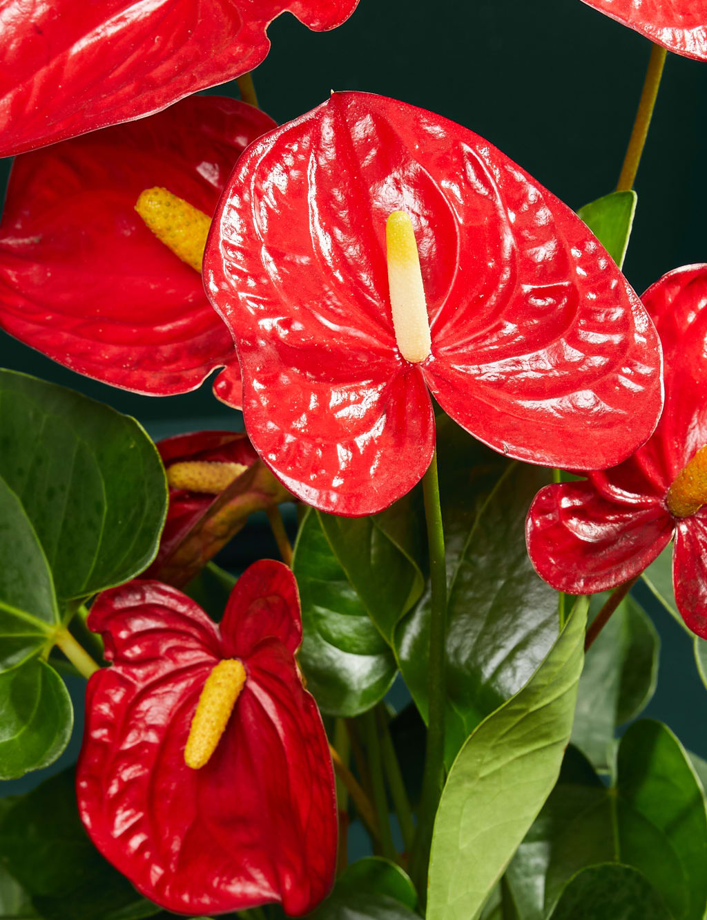 Red Anthurium in Ceramic Pot 2 of 3