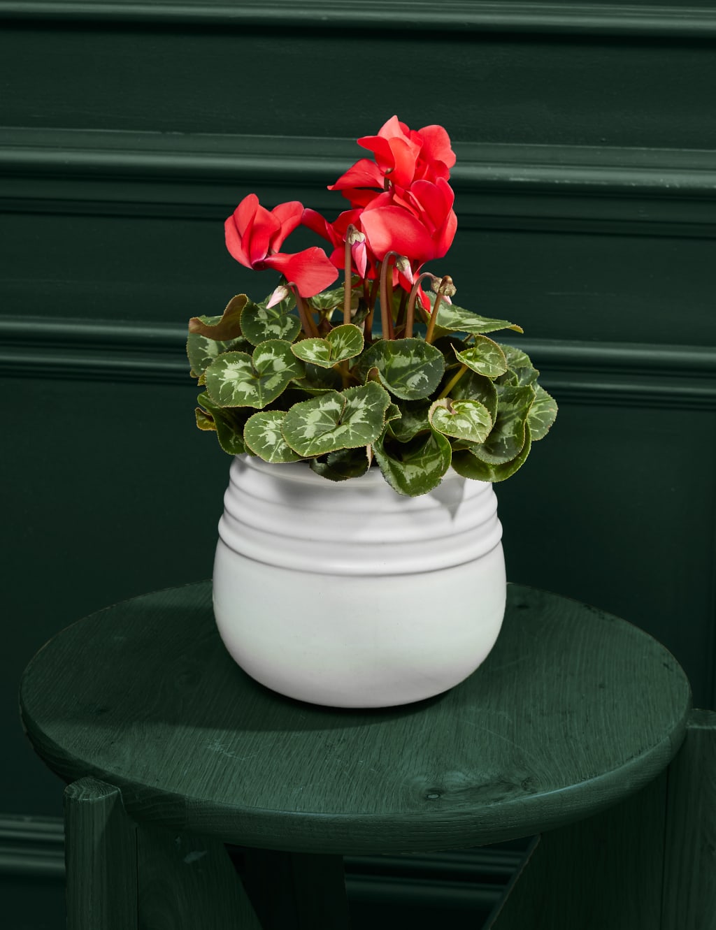 Red Cyclamen in Ceramic Pot 1 of 3