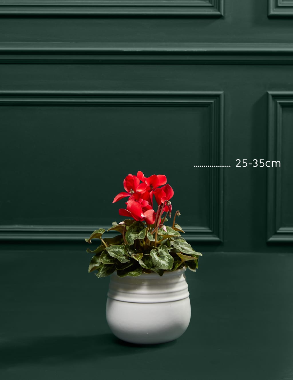 Red Cyclamen in Ceramic Pot 3 of 3