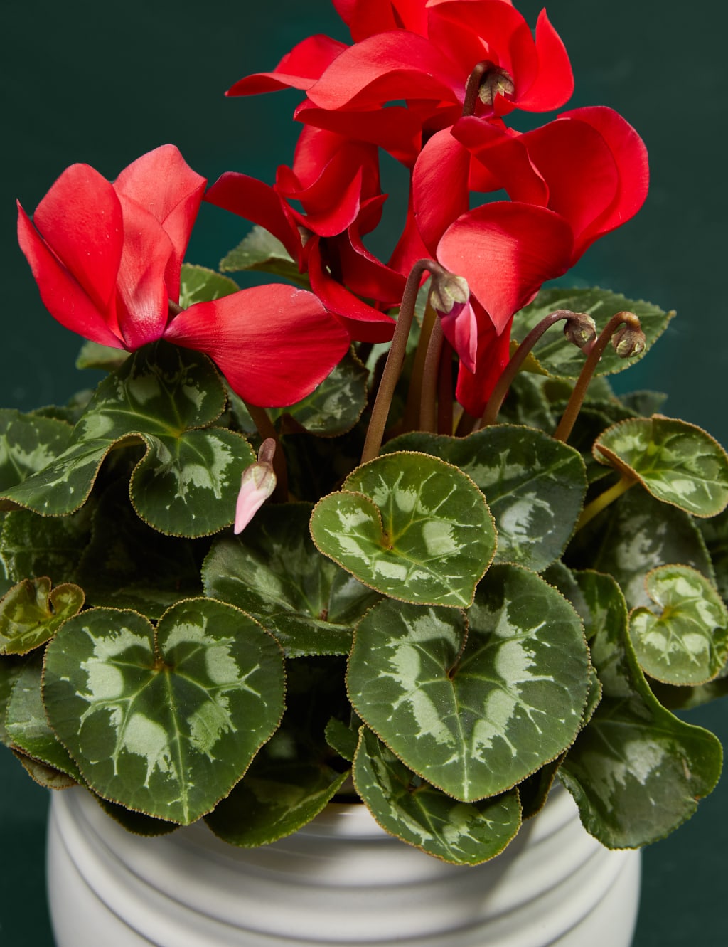 Red Cyclamen in Ceramic Pot 2 of 3