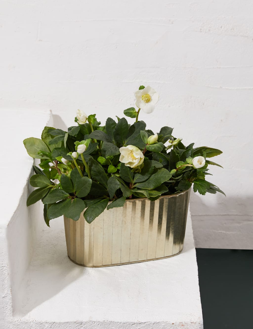 Hellebore Trough 1 of 3