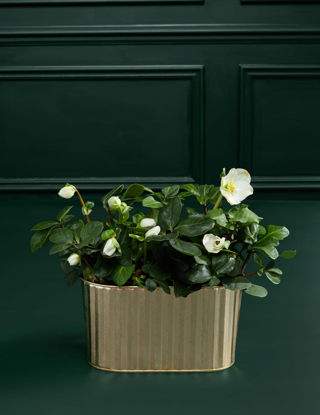Hellebore Trough 3 of 3