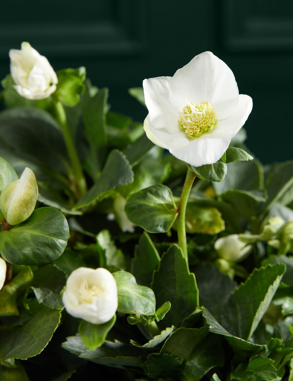 Hellebore Trough 2 of 3