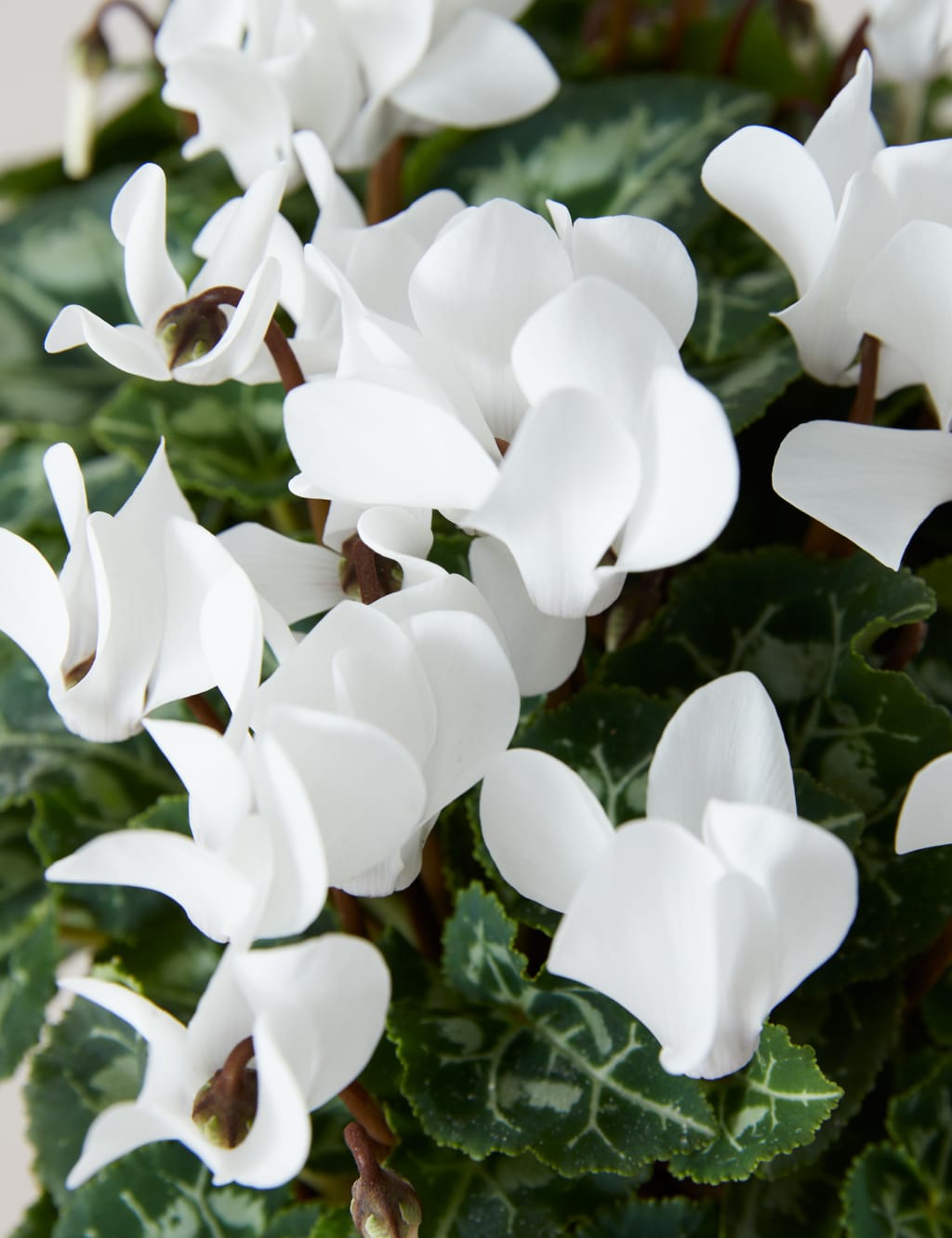 Santa Boots Flowering Cyclamen Planter 4 of 4