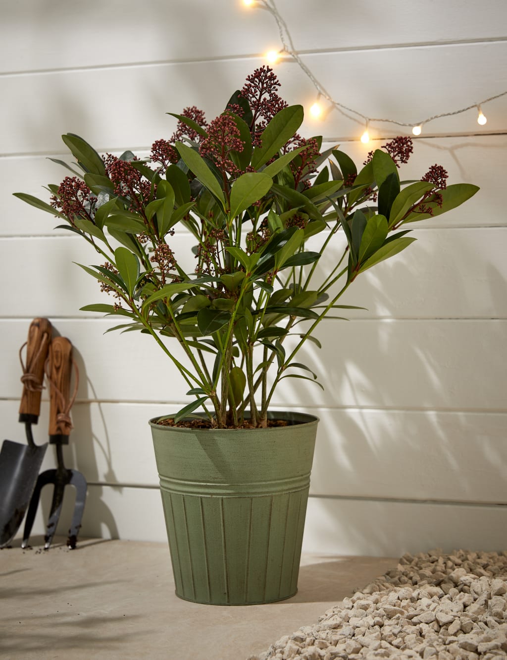 Skimmia Plant in Tin 1 of 4