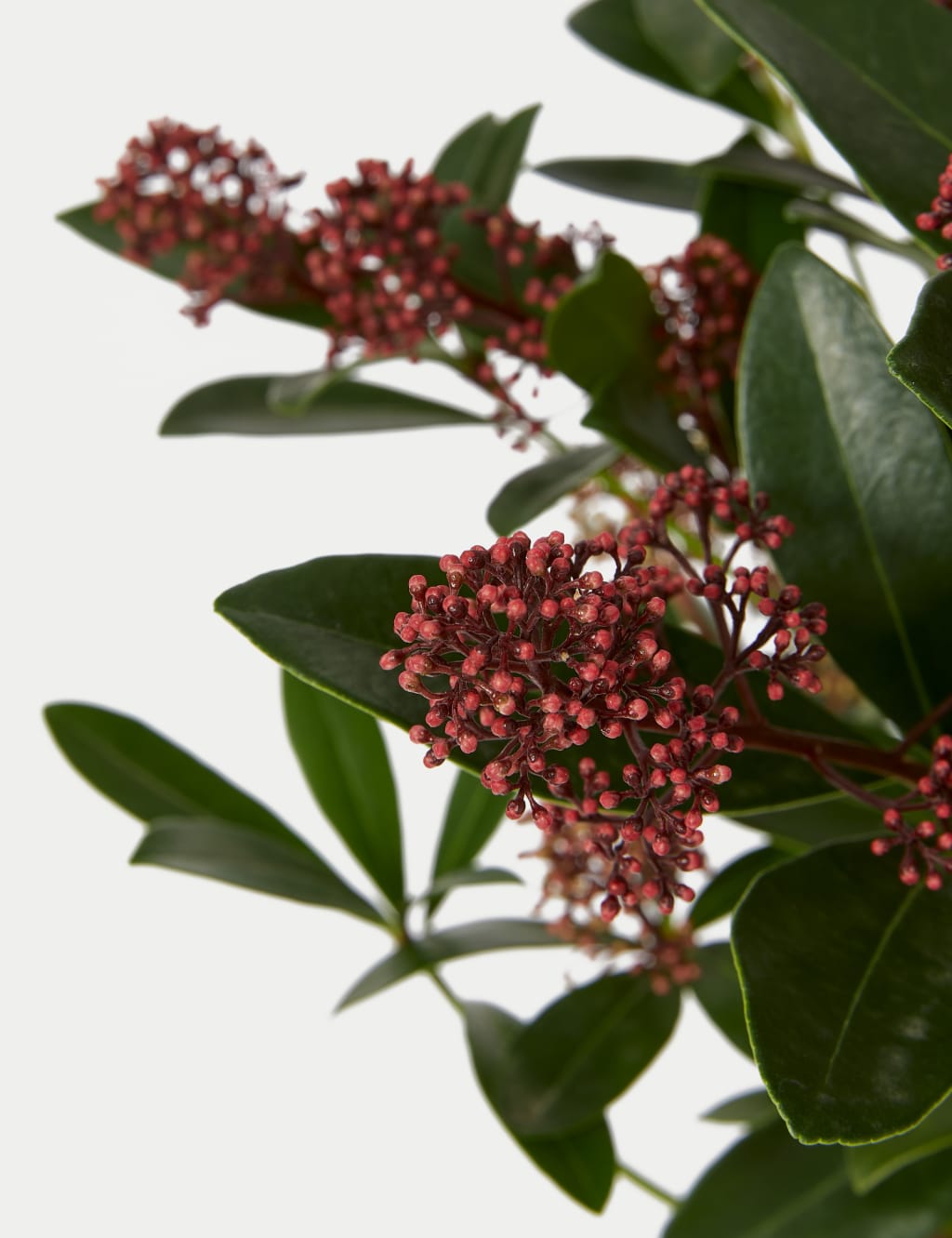 Skimmia Plant in Tin 3 of 4