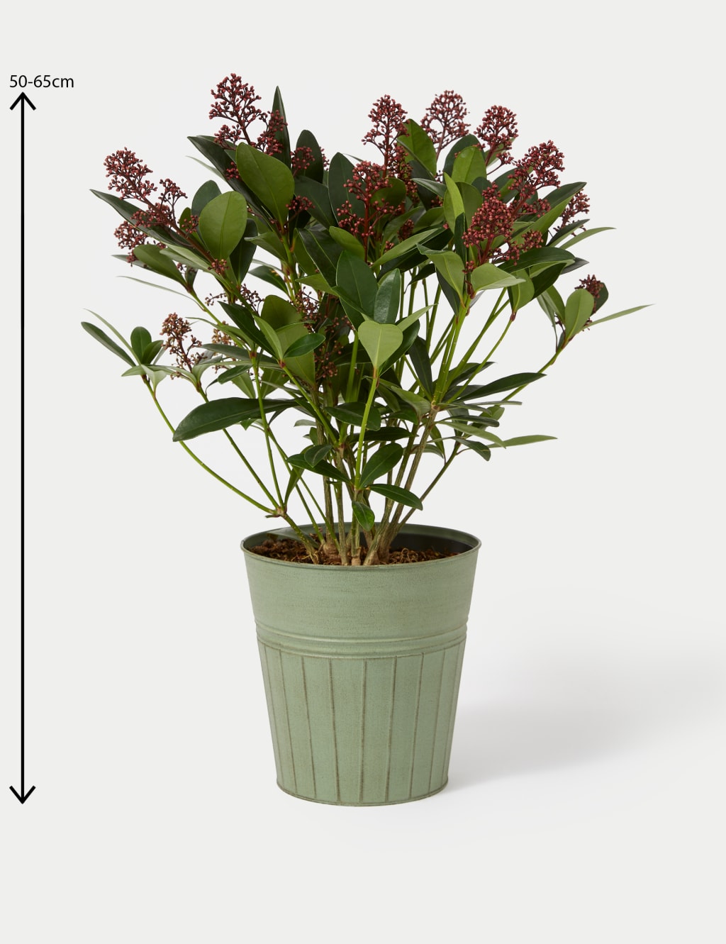 Skimmia Plant in Tin 4 of 4