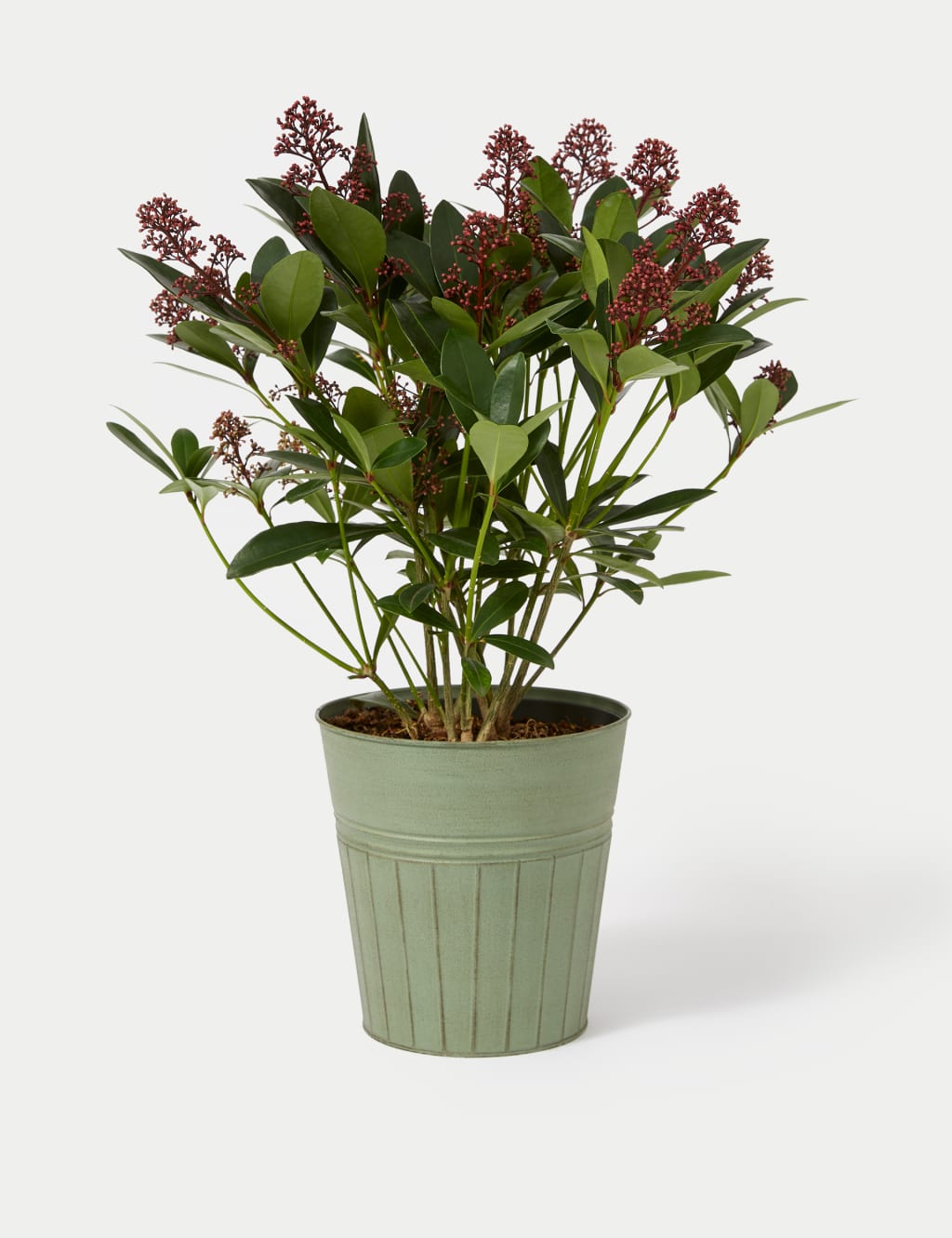 Skimmia Plant in Tin 2 of 4