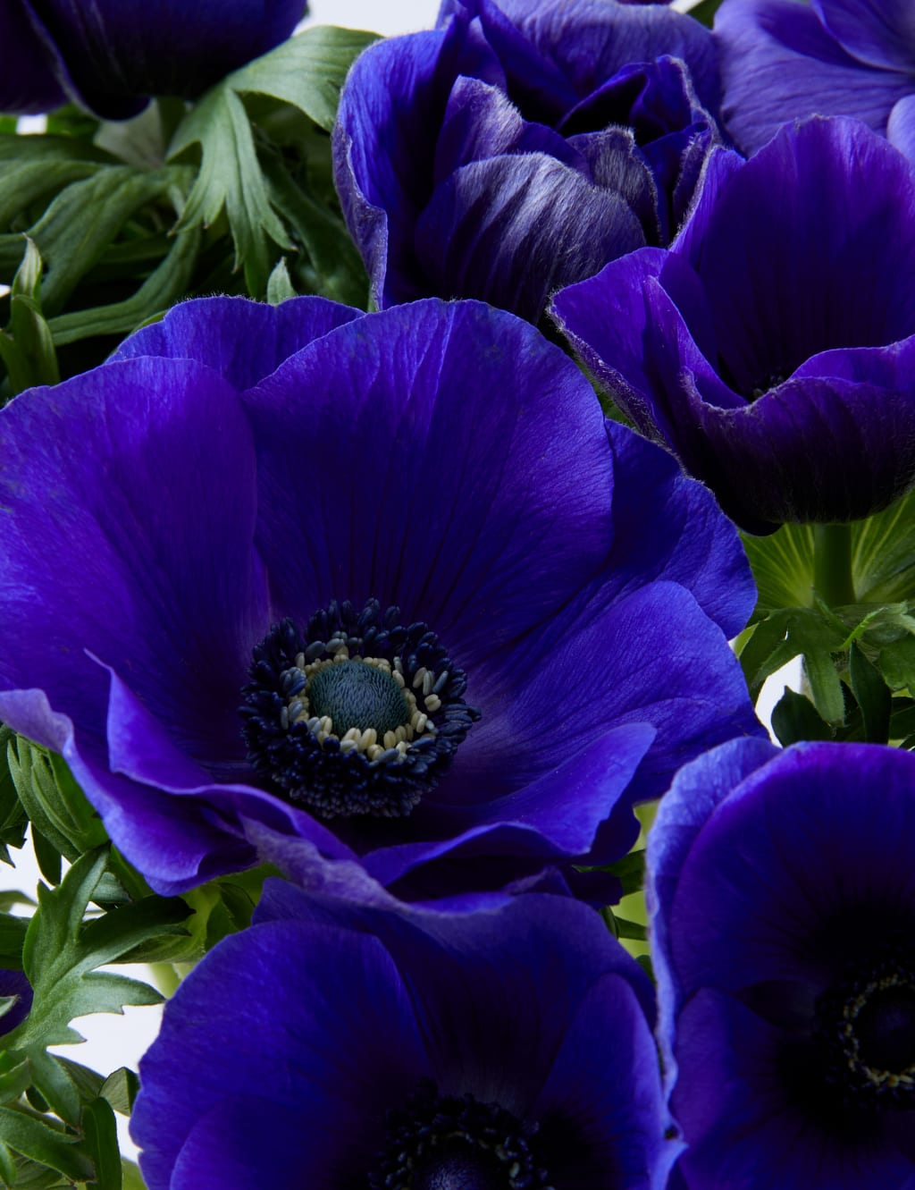 Blue Anemone Abundance Flowers Bouquet (Delivery from 5th December 2022) 4 of 4