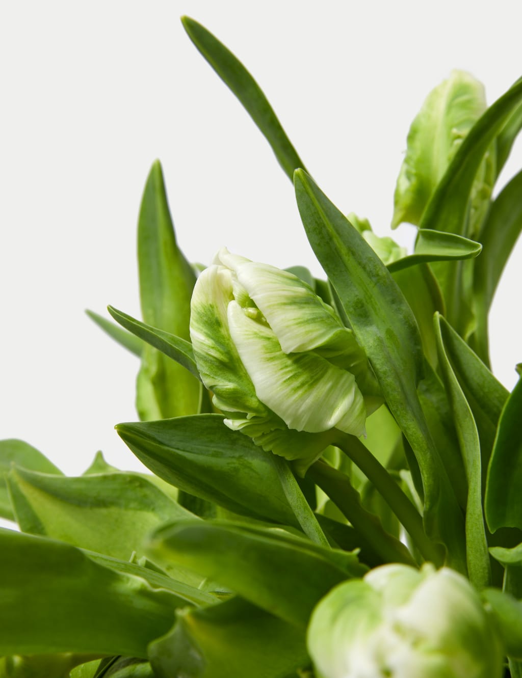 White Parrot Tulip Abundance Bouquet 4 of 5
