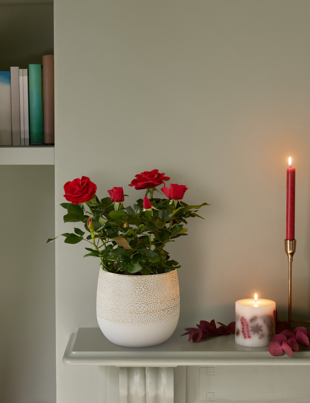 Christmas Red Rose Plant 1 of 4
