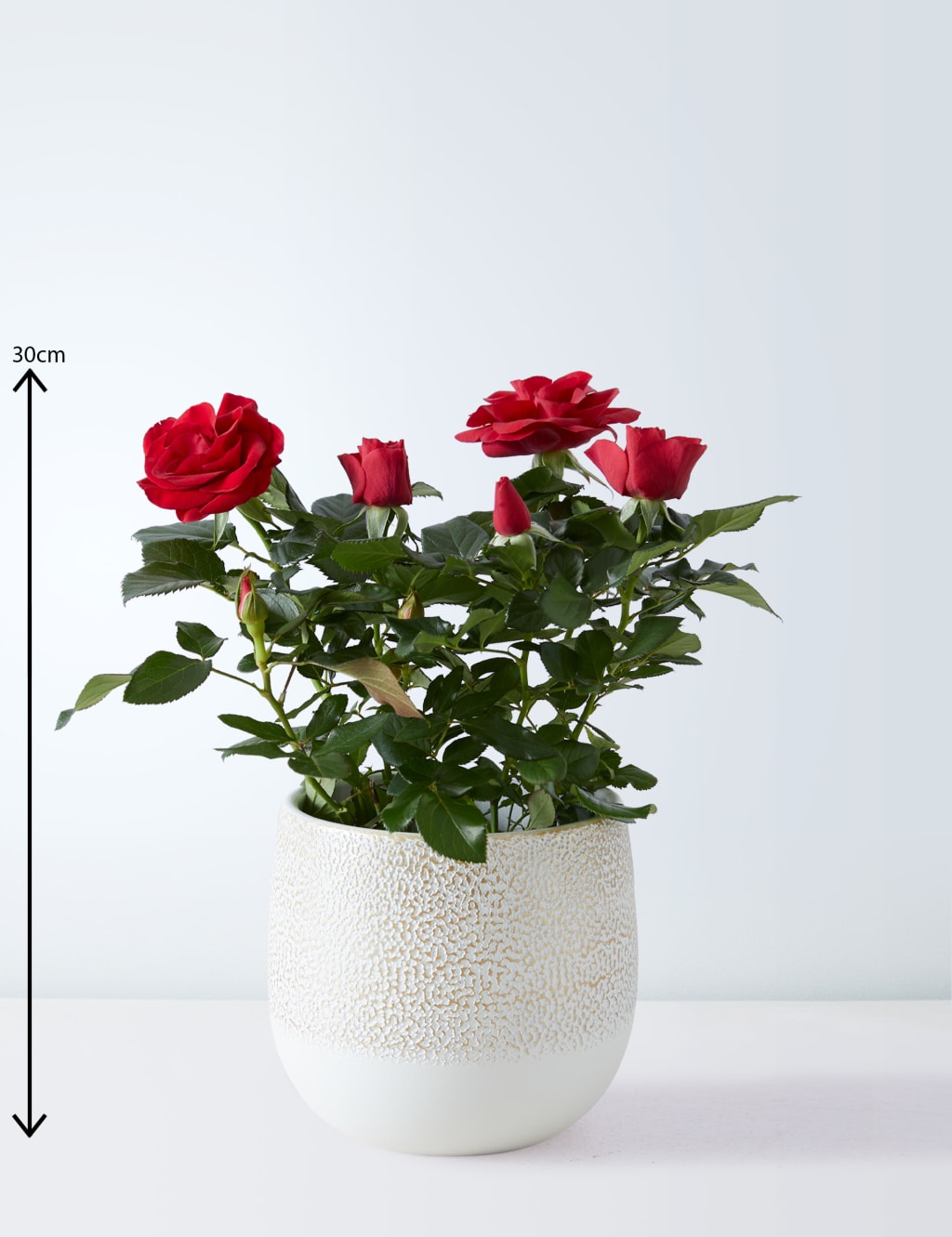 Christmas Red Rose Plant 3 of 4