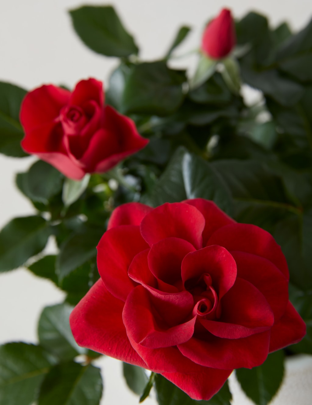 Christmas Red Rose Plant 4 of 4