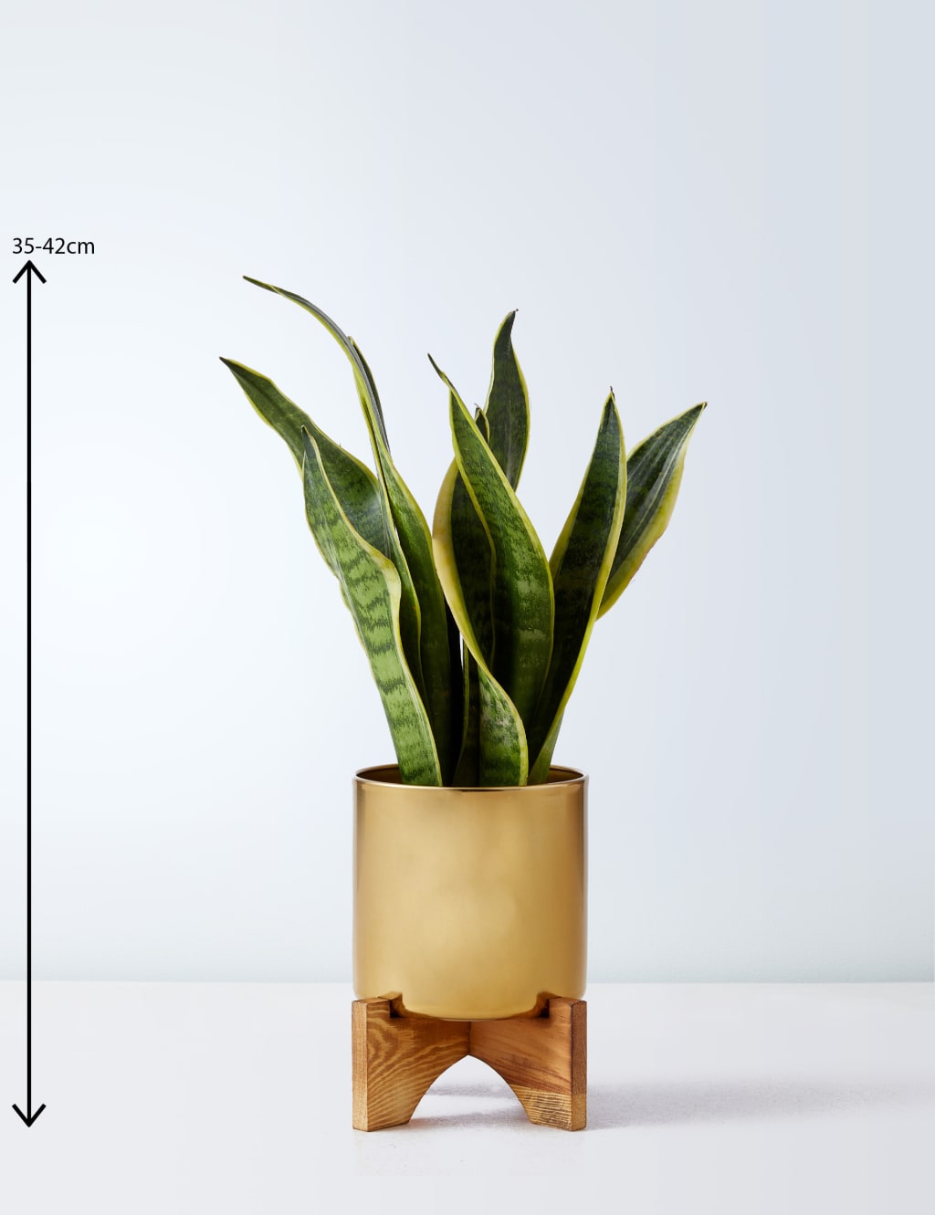 Sansevieria Tin with Wooden Stand 3 of 4