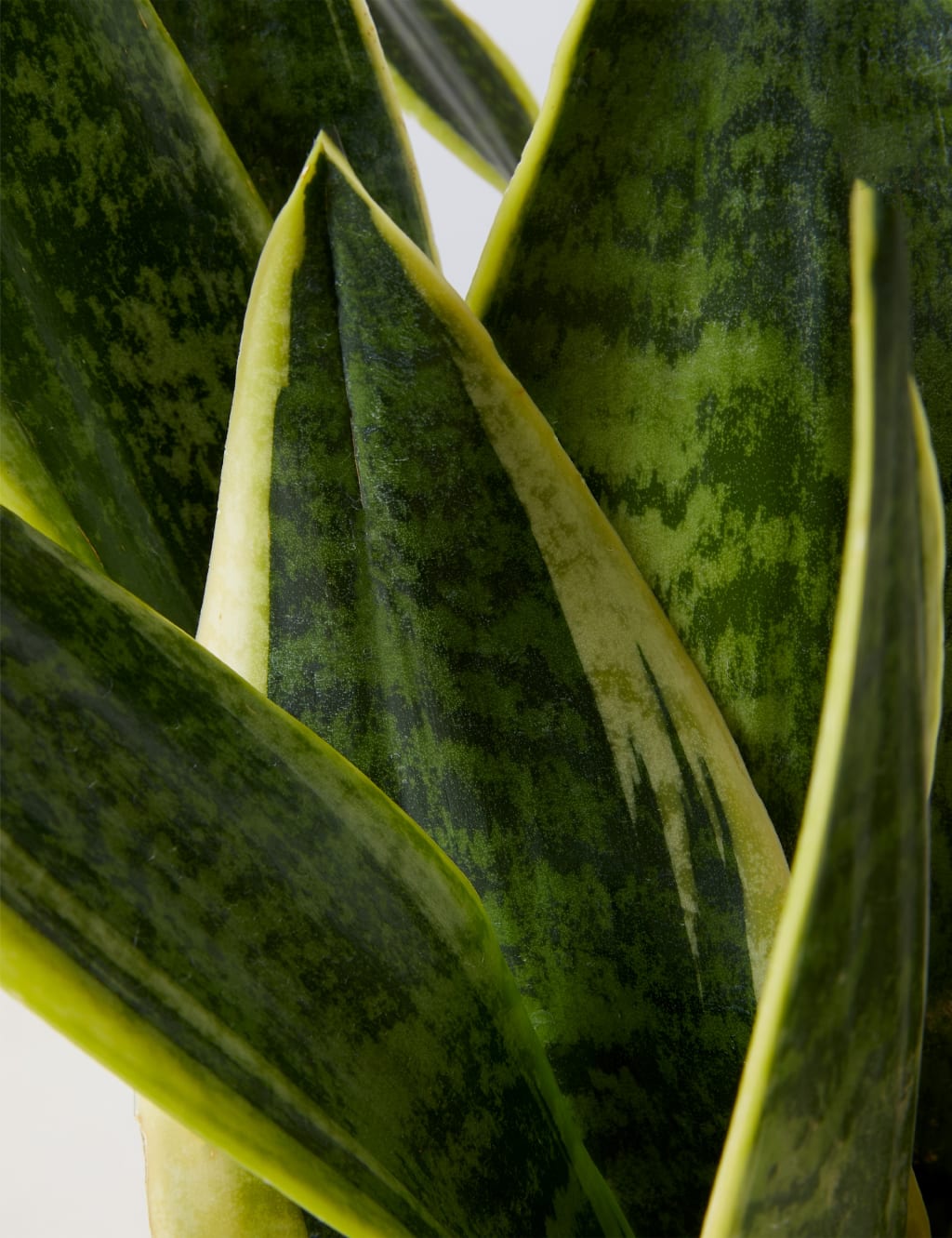 Sansevieria Tin with Wooden Stand 4 of 4
