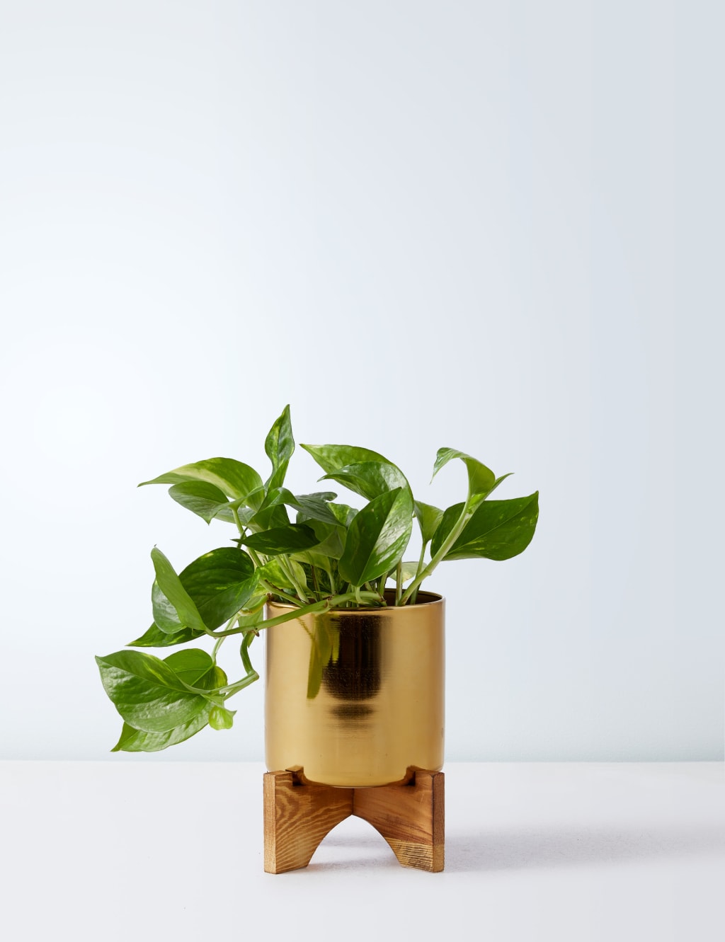 Pothos Tin on Wooden Stand 2 of 4