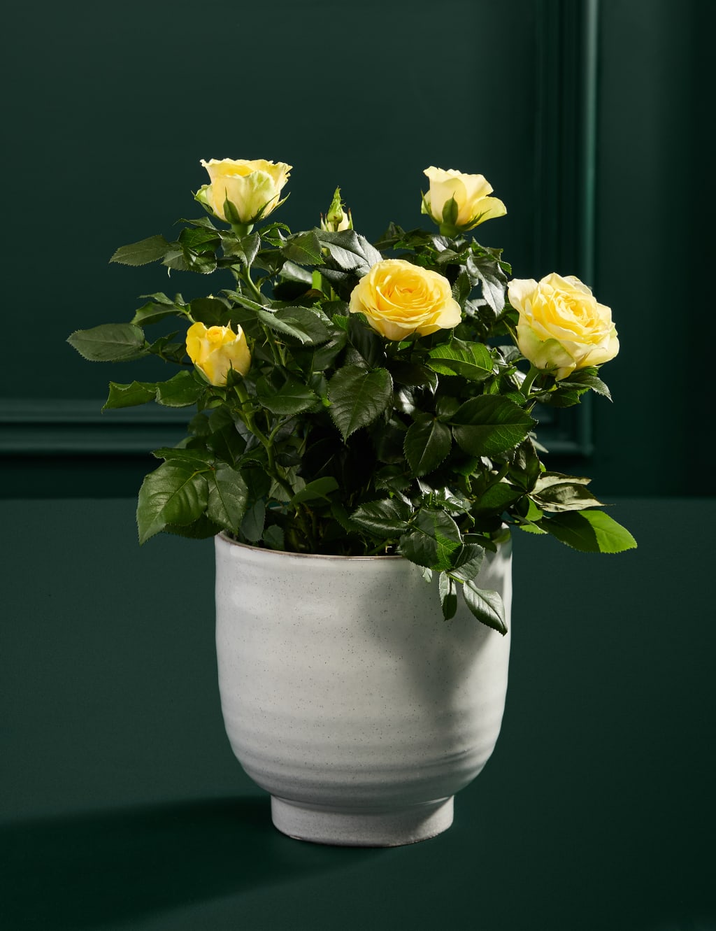 Rose in Ceramic 3 of 3