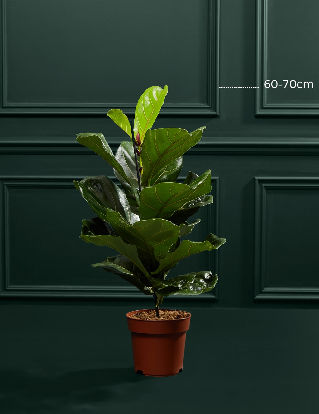 Large Fiddleleaf Plant 1 of 4