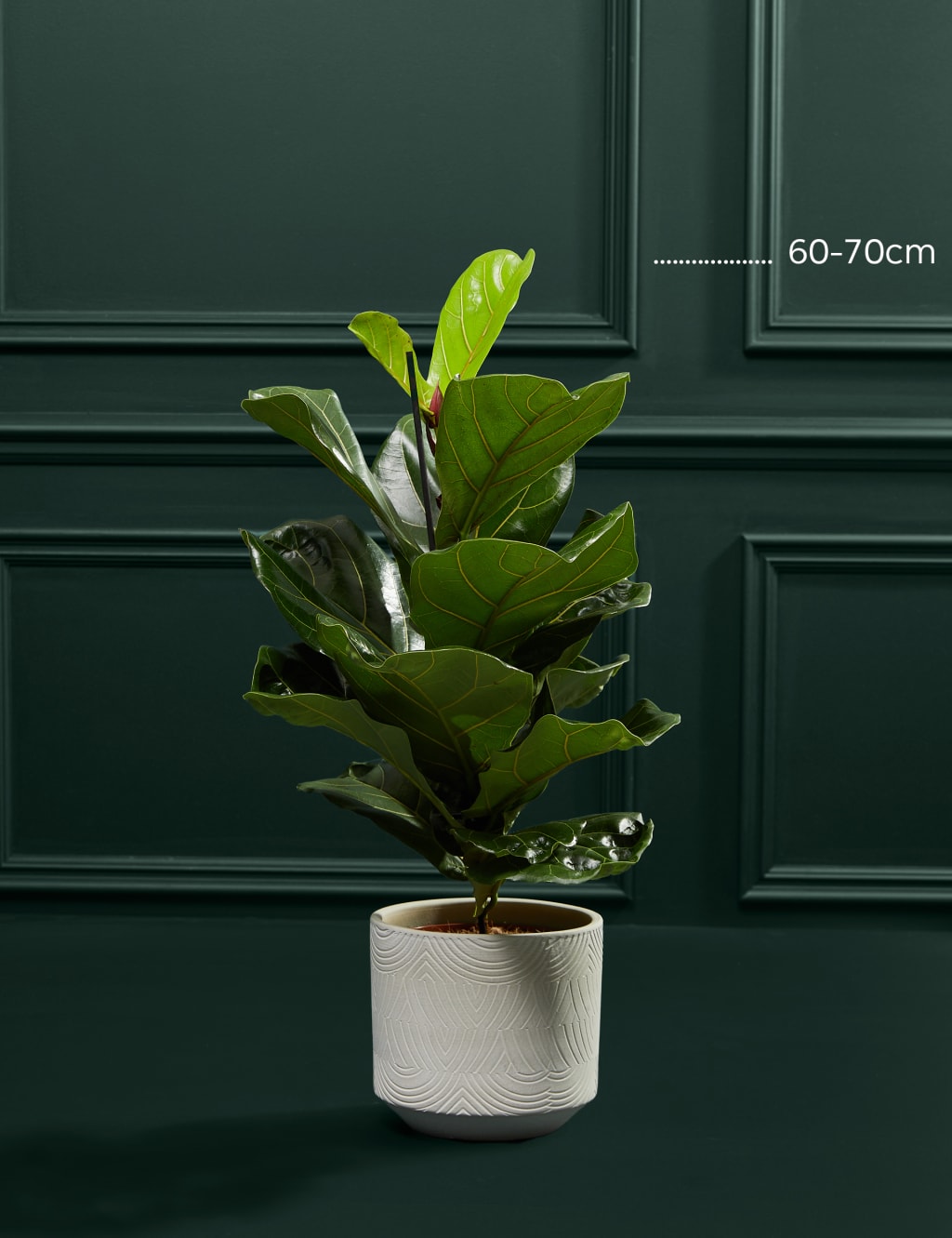Large Fiddleleaf Plant 4 of 4