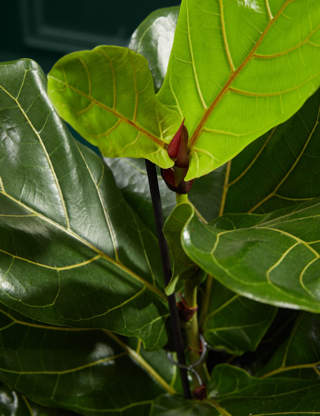 Large Fiddleleaf Plant 2 of 4