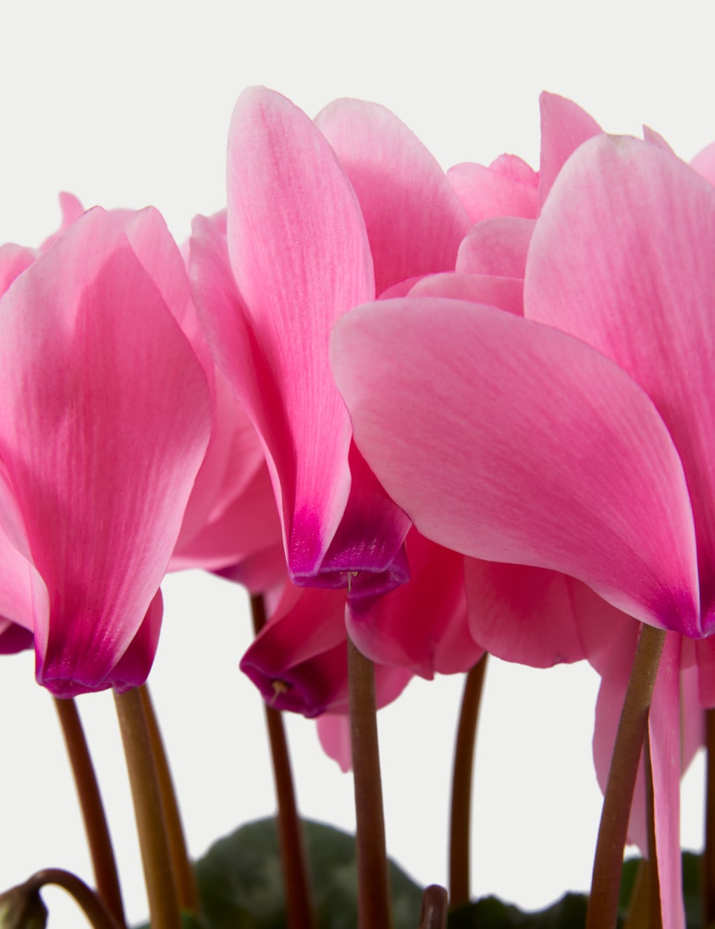 Cyclamen Plant with Ceramic Pot 3 of 4