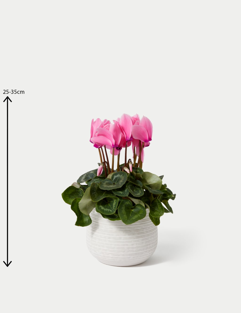 Cyclamen Plant with Ceramic Pot 4 of 4