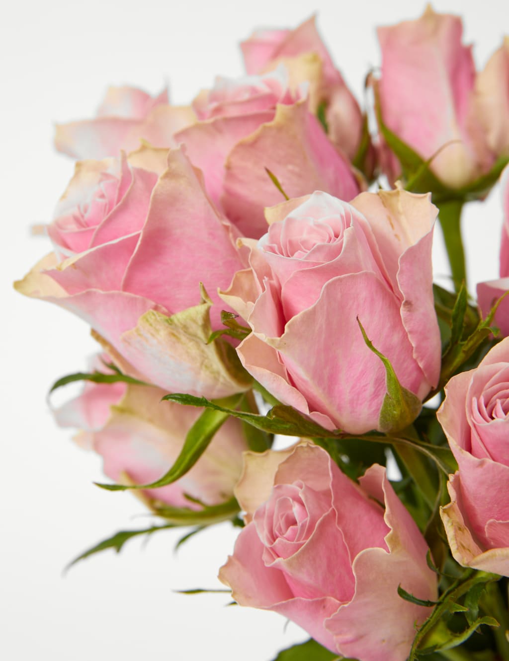 Blush Rose Abundance Bouquet with Collection Caramel Chocolates 4 of 6