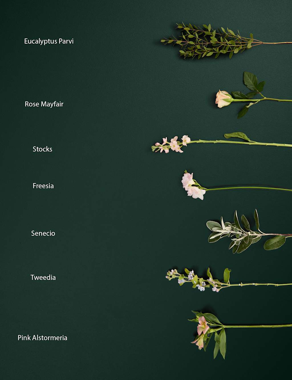 Sweetly Scented Rose, Tweedia & Freesia Bouquet 4 of 6