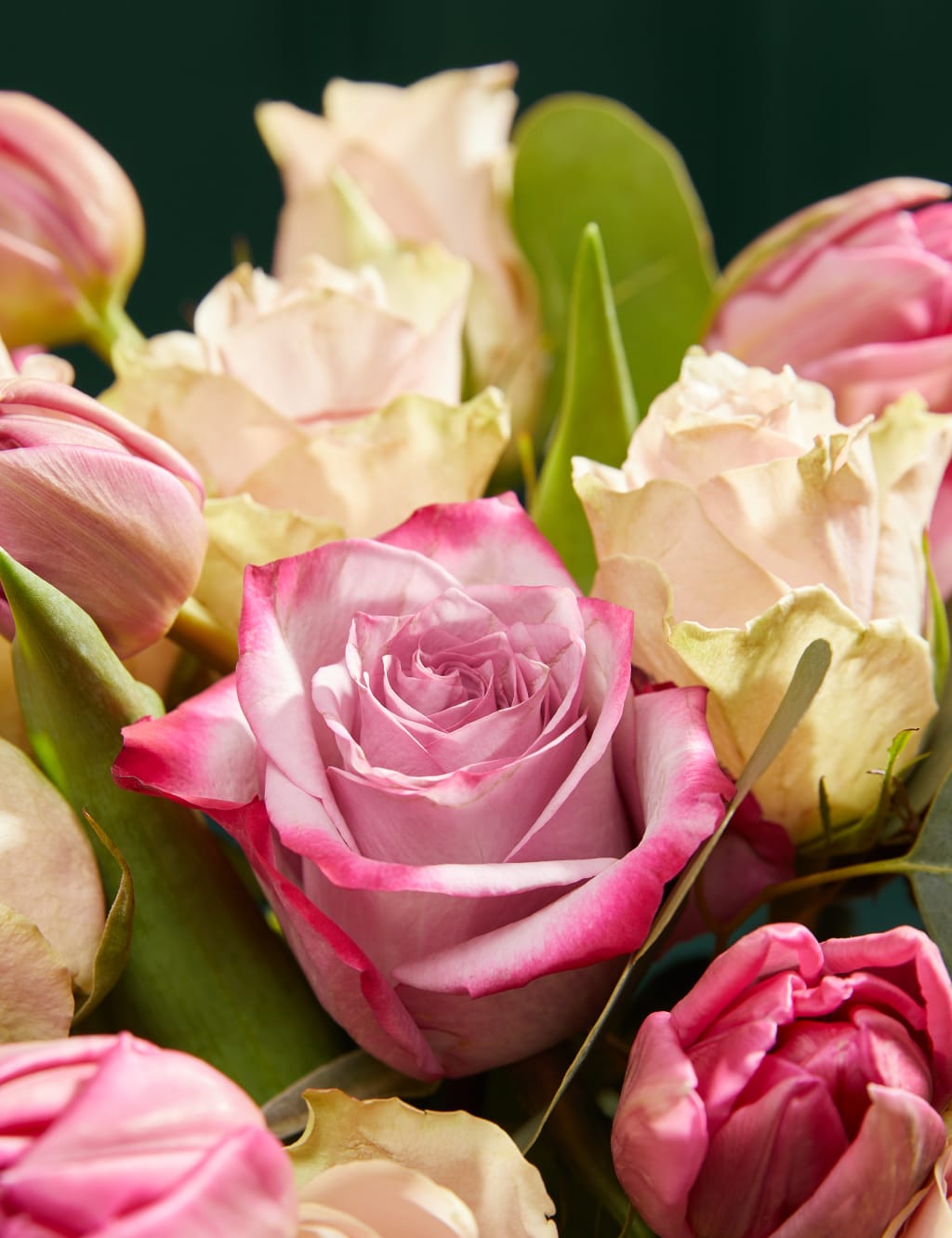 Rose, Germini & Stock 3 of 5