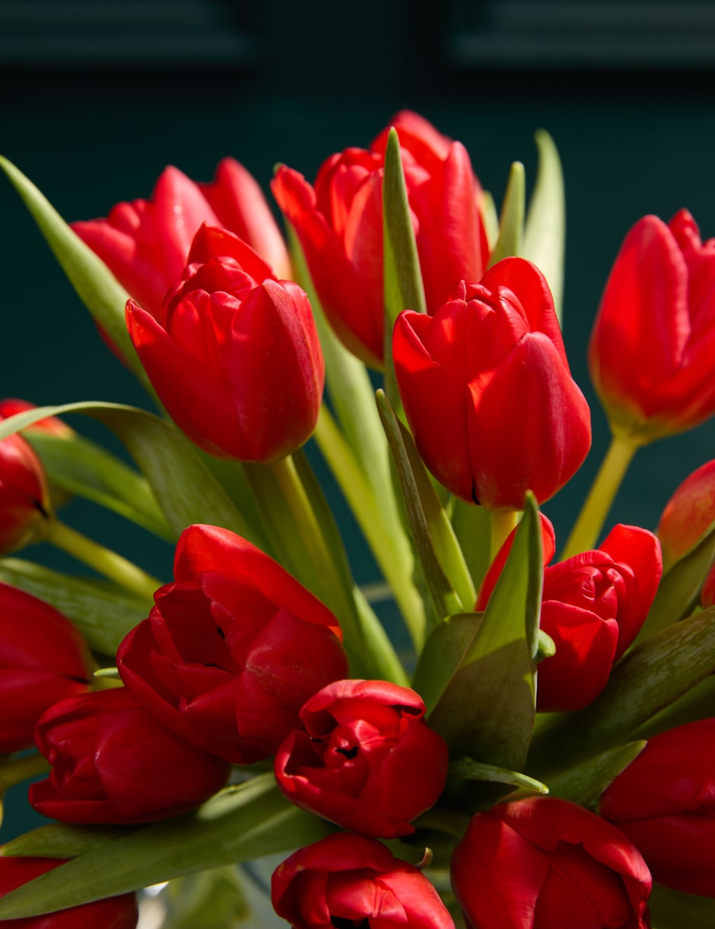 British Red Tulip Abundance Bouquet 3 of 5