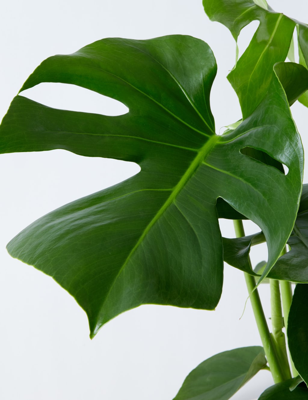 Extra Large Monstera Basket 4 of 4