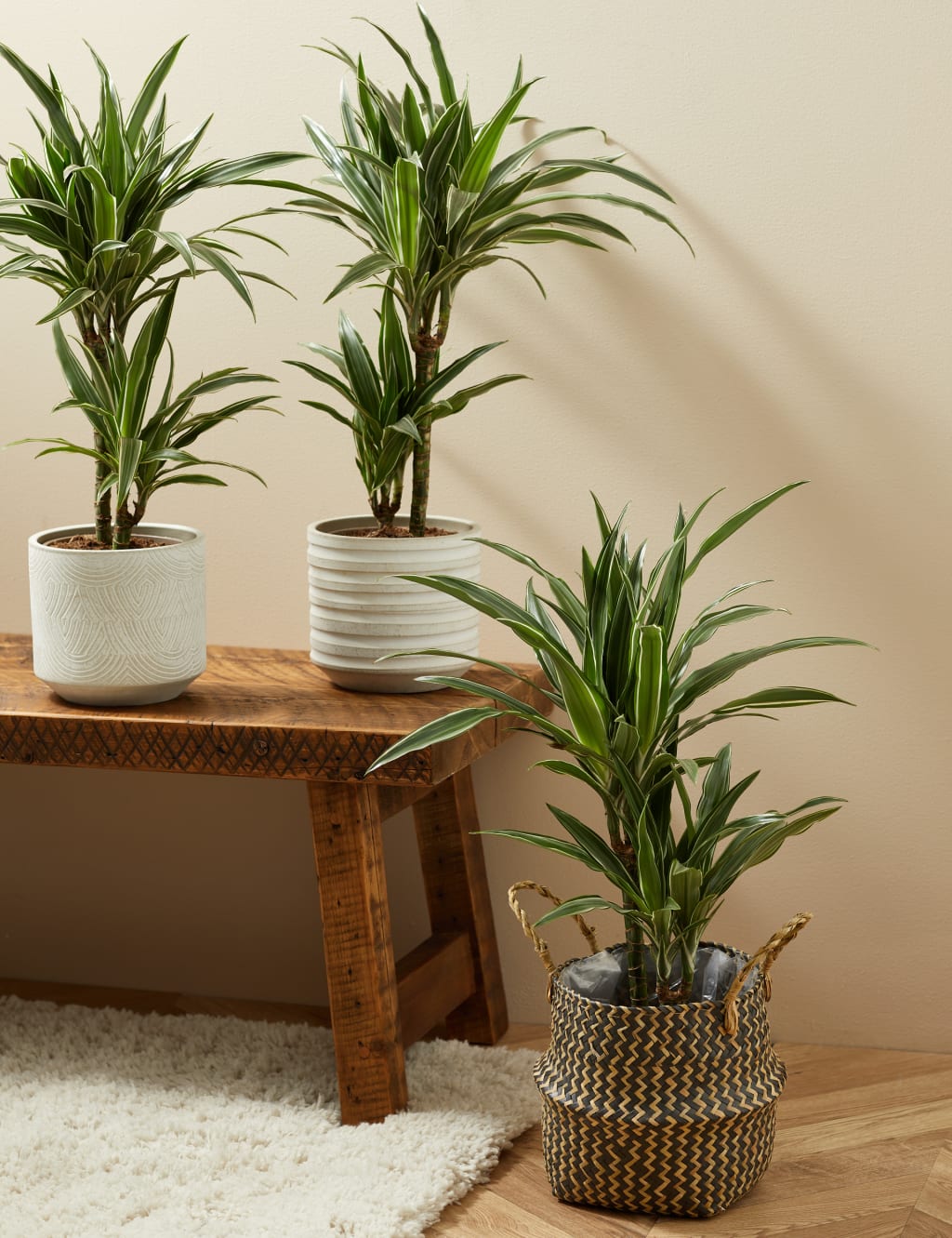 Draecana Plant 5 of 5