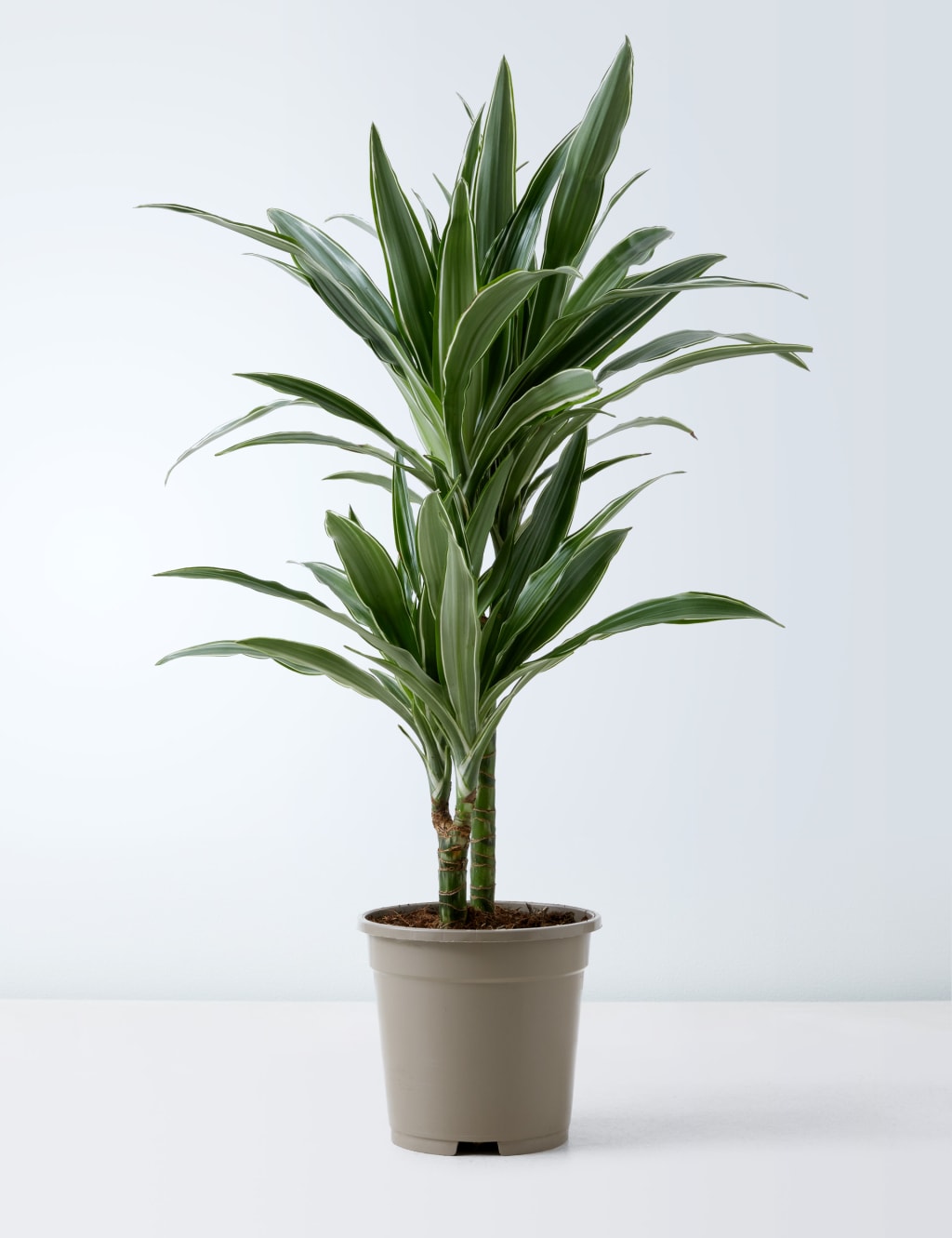 Draecana Plant 2 of 5
