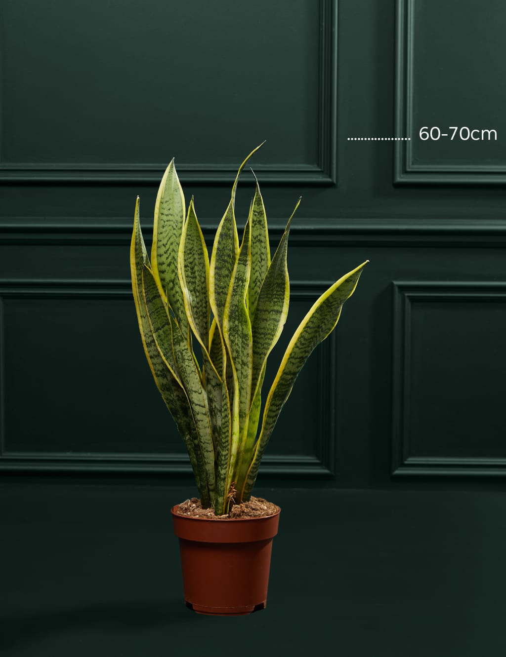 Large Sansevieria Plant 1 of 4
