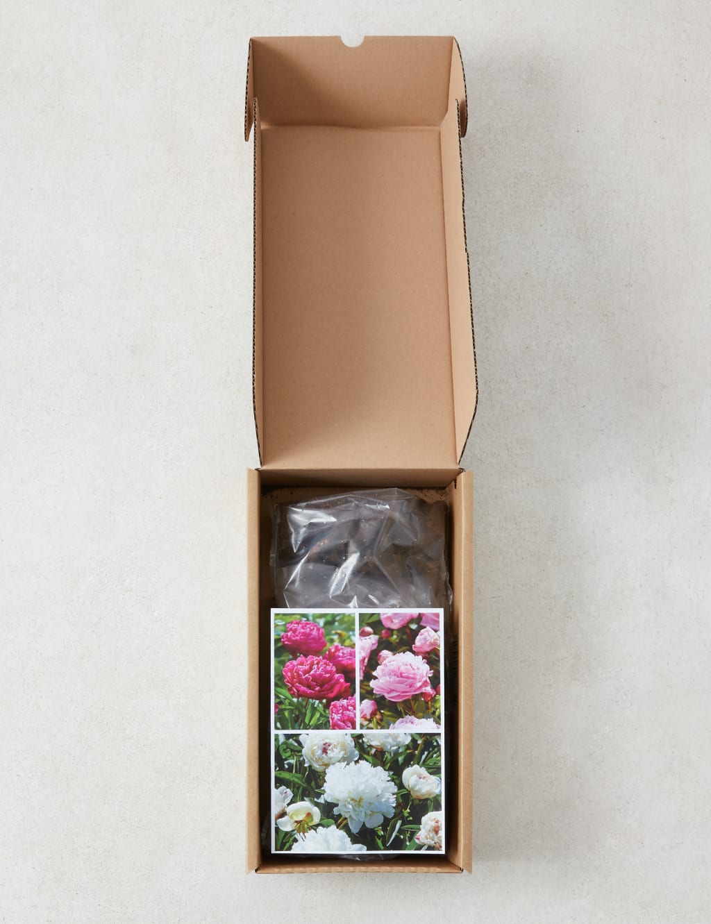 Peony Flower Bulb Collection 3 of 4