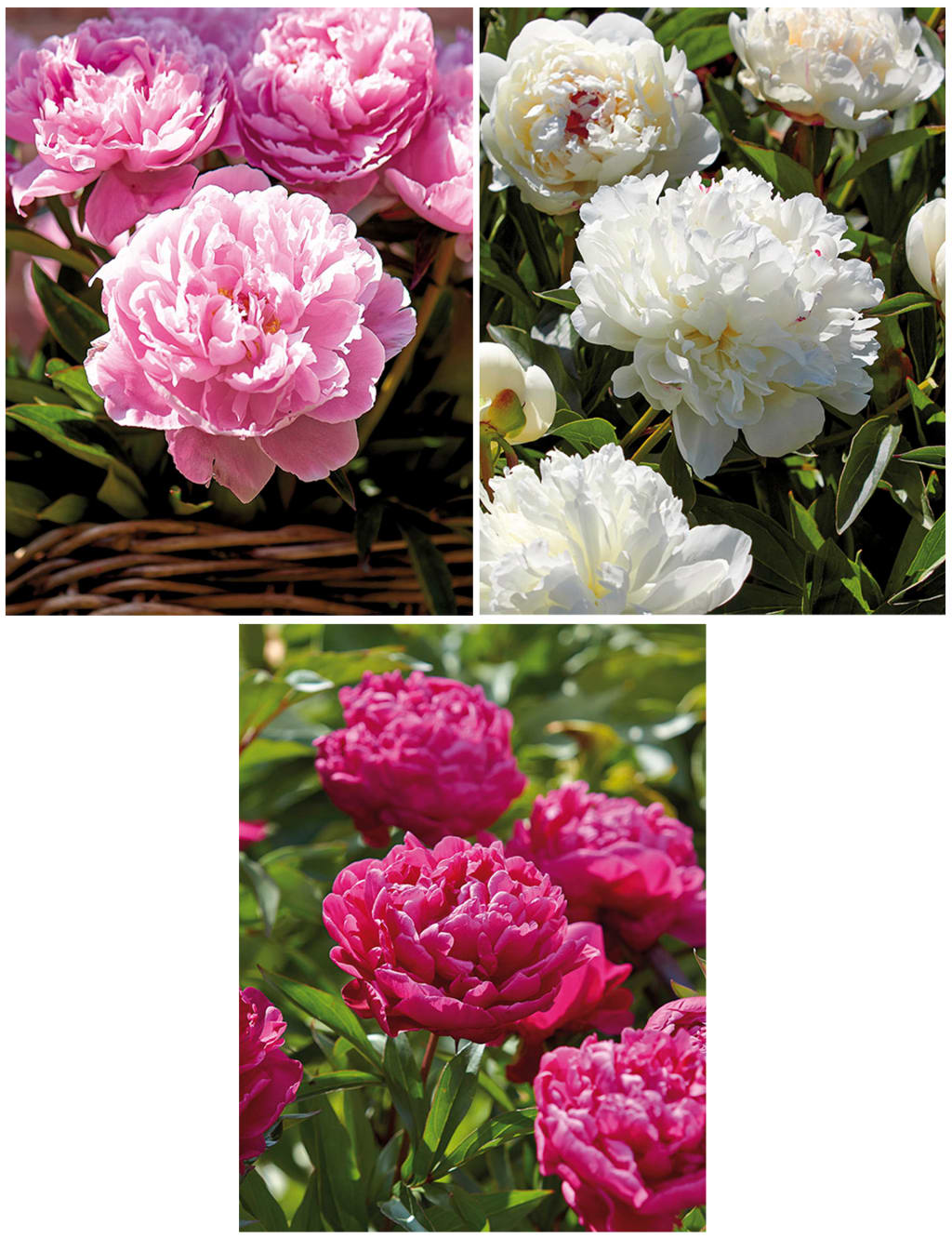 Peony Flower Bulb Collection 2 of 4