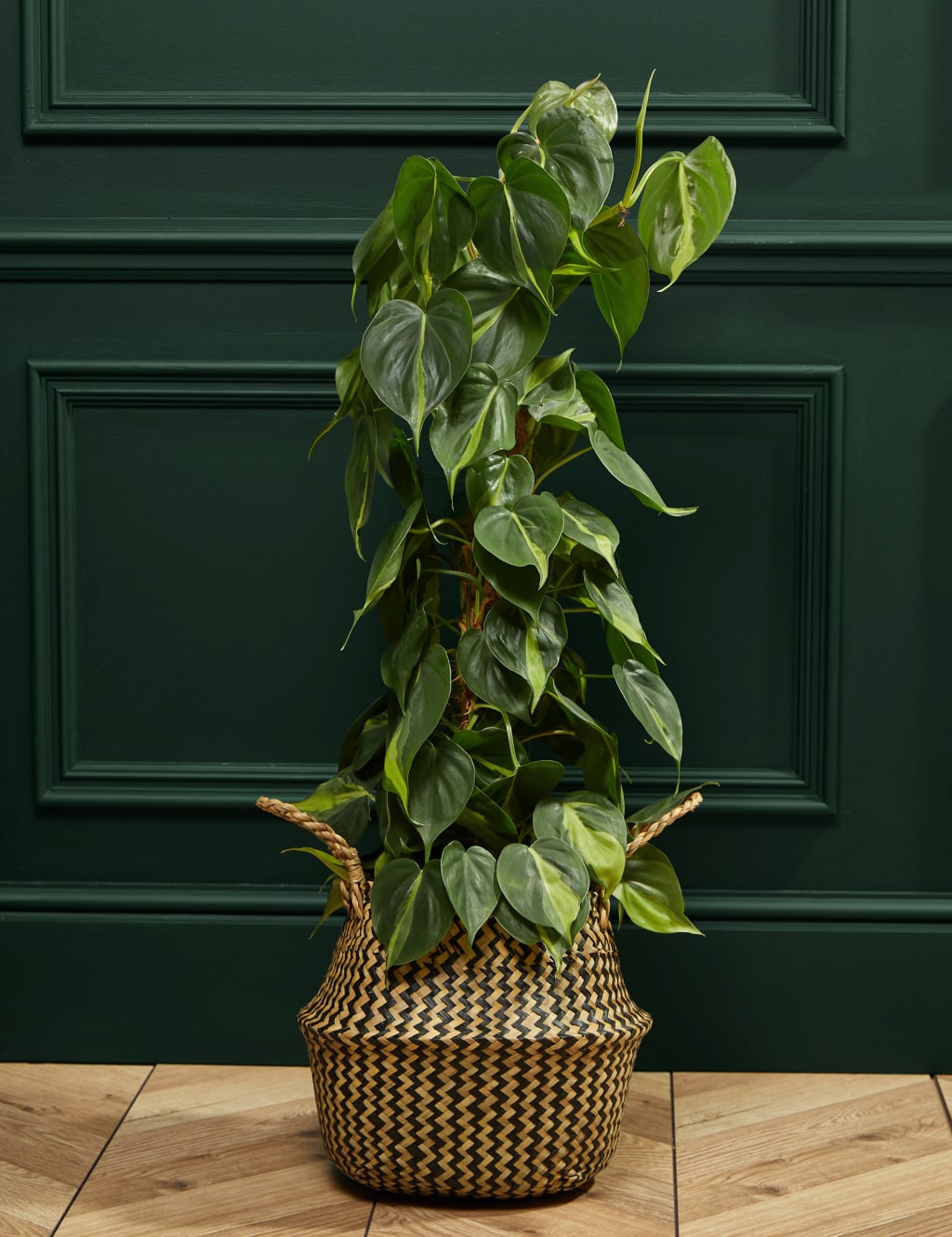 Large Philodendron Plant 1 of 4