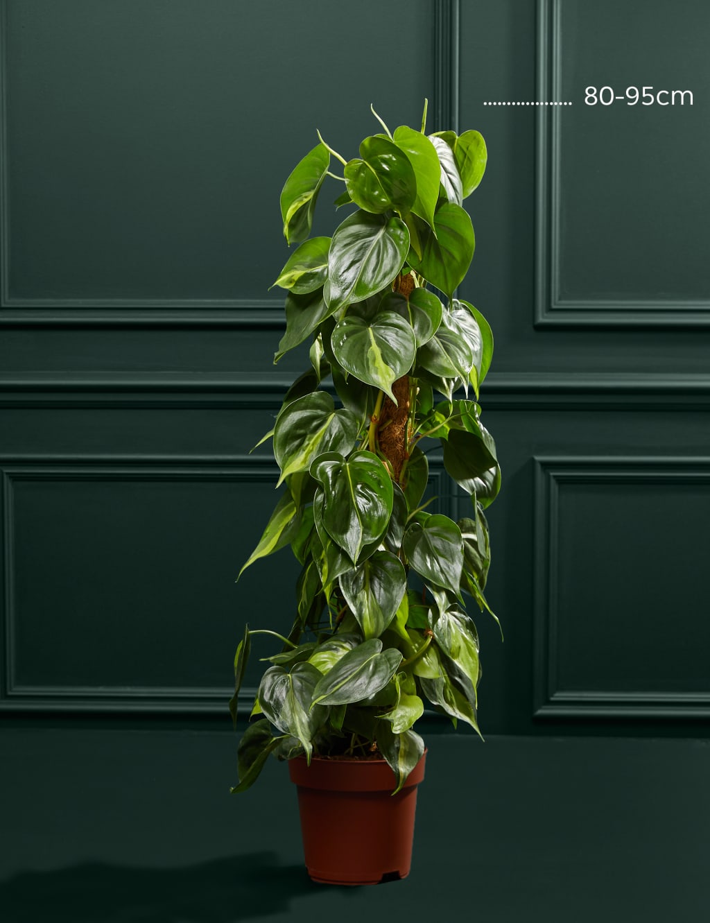 Large Philodendron Plant 3 of 4