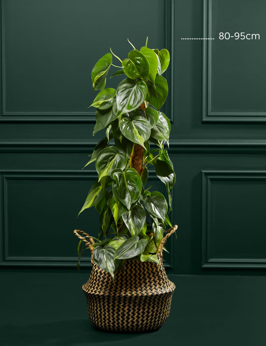 Large Philodendron Plant 4 of 4