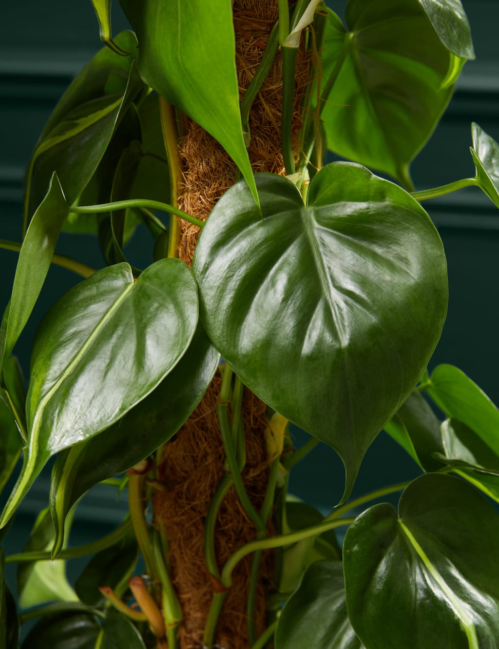 Large Philodendron Plant 2 of 4