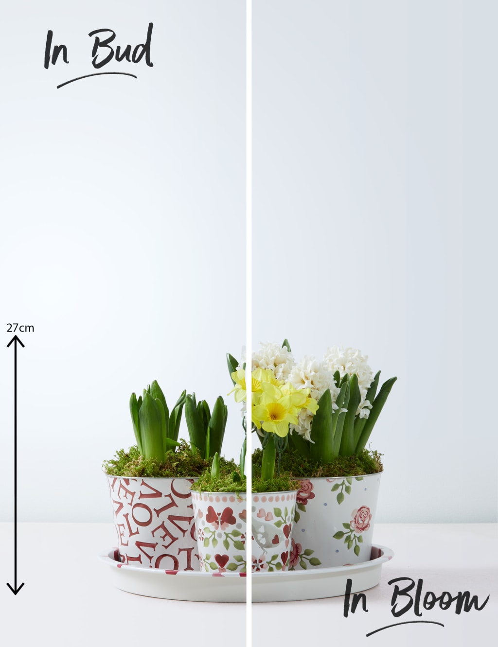 Emma Bridgewater Bulb Collection 3 of 4
