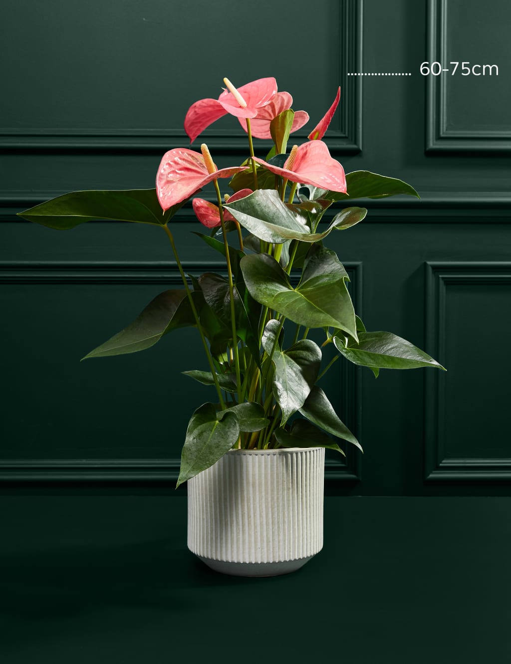 Pink Anthurium in Ceramic Pot 3 of 3