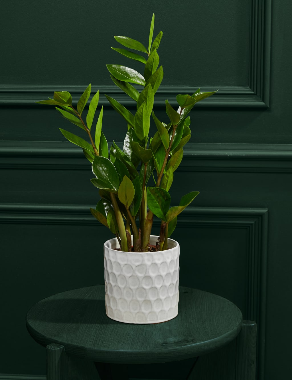 Medium Zamioculcas in Ceramic Pot 1 of 3